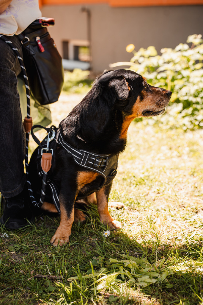 20260426-85 | MuT (Mensch und Tier) mit Mona - Fotografie und Tierkommunikation - Realisiert mit Pictrs.com