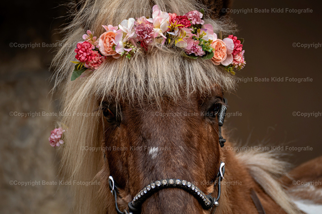 P1680110 | beatekidd-fotografie - Realisiert mit Pictrs.com