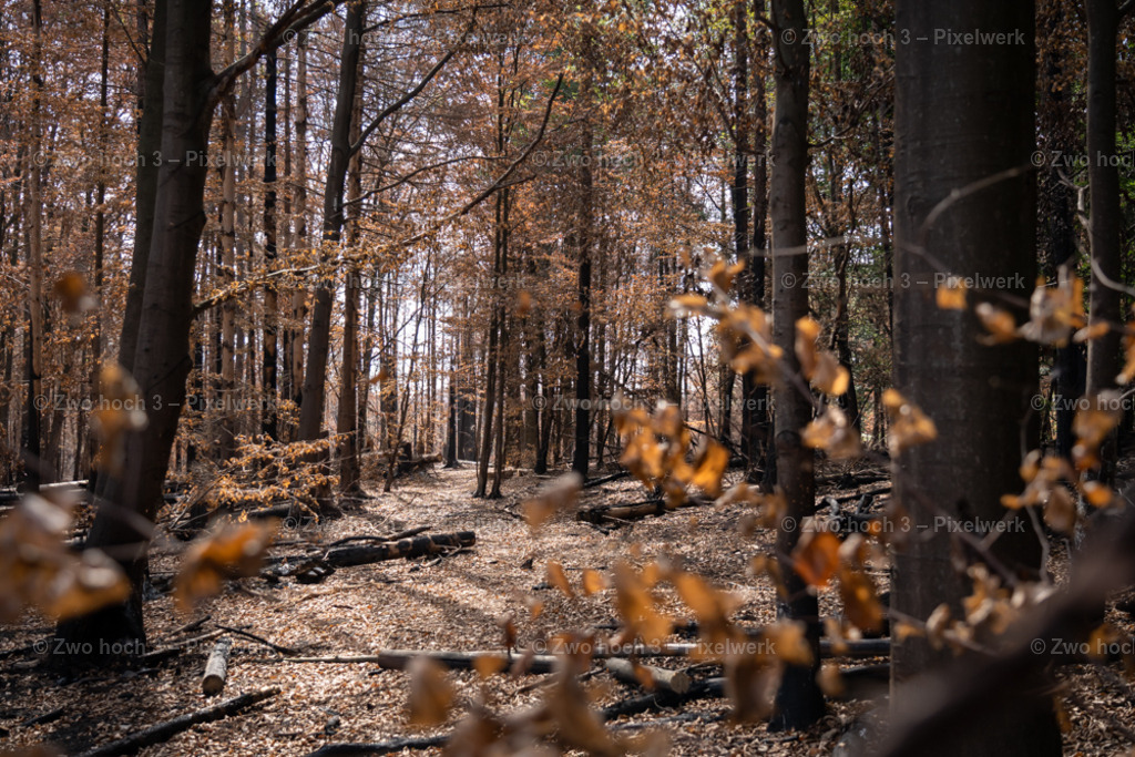 Fremdenweg_nahe_Katzenstein_Wald_Waldweg_Laub | 2022-08-30_Waldbrandgebiete_1 - Realisiert mit Pictrs.com