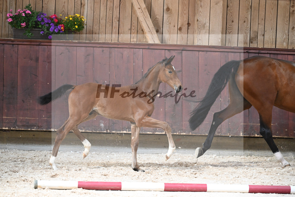 Kat-Nr. 28 HF Balou Star x Cassilano_Liebhaber_32240566 | hf-fotografie - Realisiert mit Pictrs.com