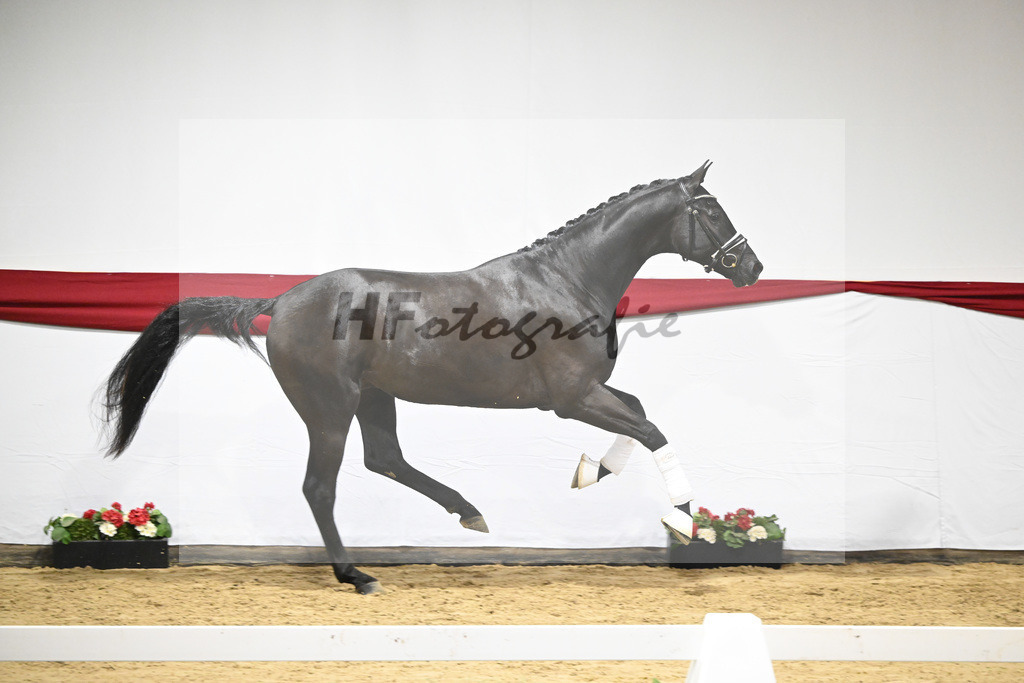 Kat-Nr. 13 v. Zackerey_Blue Hors_63220319 | hf-fotografie - Realizzato con Pictrs.com