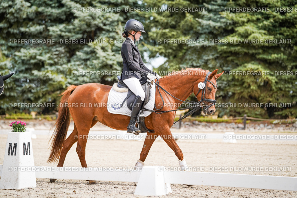 DSC02529 | Pferdegrafie