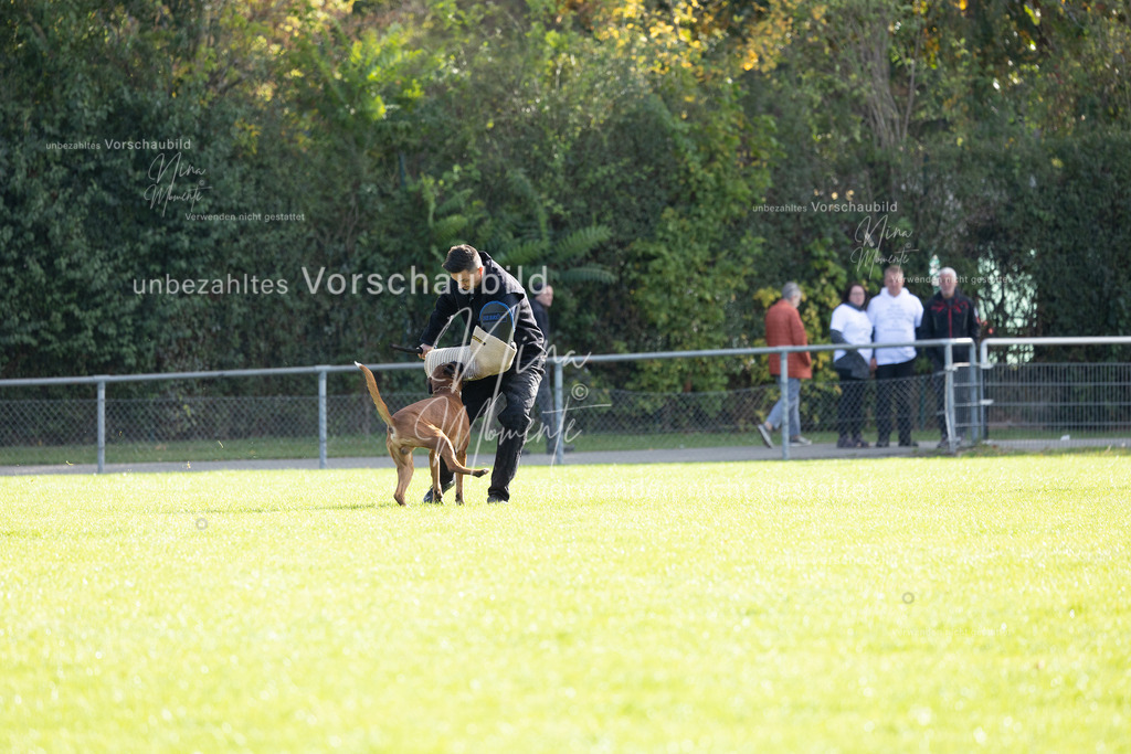 _16A6569 | Einzigartige Fotos von Hunden & Menschen –Actionfotos, Portraits, Vereinsaufnahmen & Paarshootings – authentisch, lebendig & mit Herz.