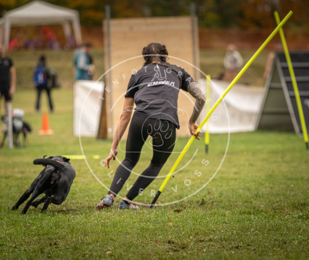 Pfotenfotografie_DV3A7611 | Hundefotografie, Tierfotograf, Pfotenfotografie, Fotoshooting Hund, Hunde Portrait, Hundesport, Hundeportraits, Heideshooting, Hunde, Sportfotograf, Hundefotograf, Turnierhundsport, THS,  - Realisiert mit Pictrs.com