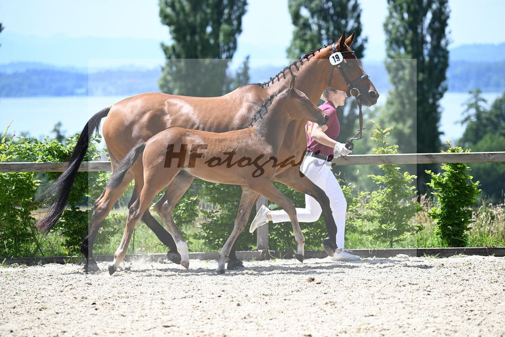 Adzaro de L Abbaye B x Arrivederci_HF_Hunklinger_19240549 | hf-fotografie - Realisiert mit Pictrs.com