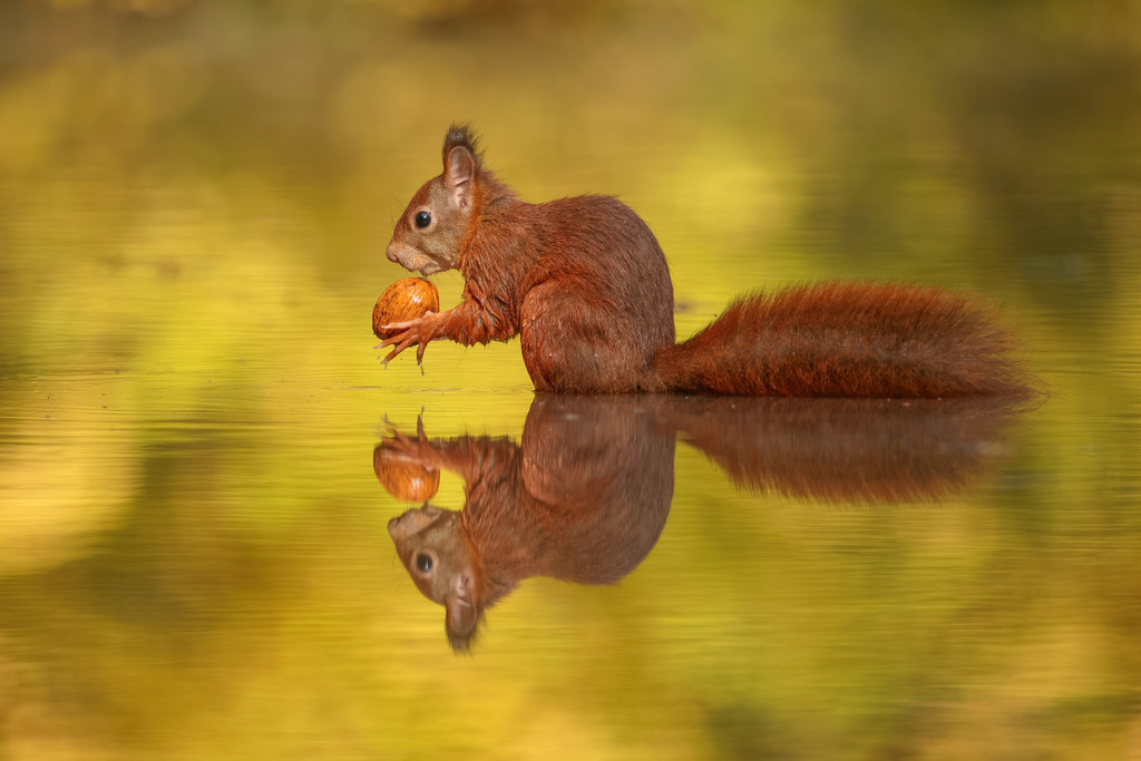 Wandbild: Eichhörnchen mit Walnuss am Wasser | Dieses Bild zeigt ein rotes Eichhörnchen (Sciurus vulgaris), das am Rande eines kleinen Gewässers sitzt und eine Walnuss in den Pfoten hält. Das Eichhörnchen ist in einer seitlichen Ansicht zu sehen, was seine buschigen Schwanz und die zarten Ohren mit kleinen Pinselspitzen hervorhebt. Der Hintergrund ist in warmen, unscharfen Gelbtönen gehalten, was die herbstliche Atmosphäre unterstreicht. Das ruhige Wasser spiegelt das Eichhörnchen perfekt wider und fügt dem Bild eine zusätzliche Dimension hinzu.