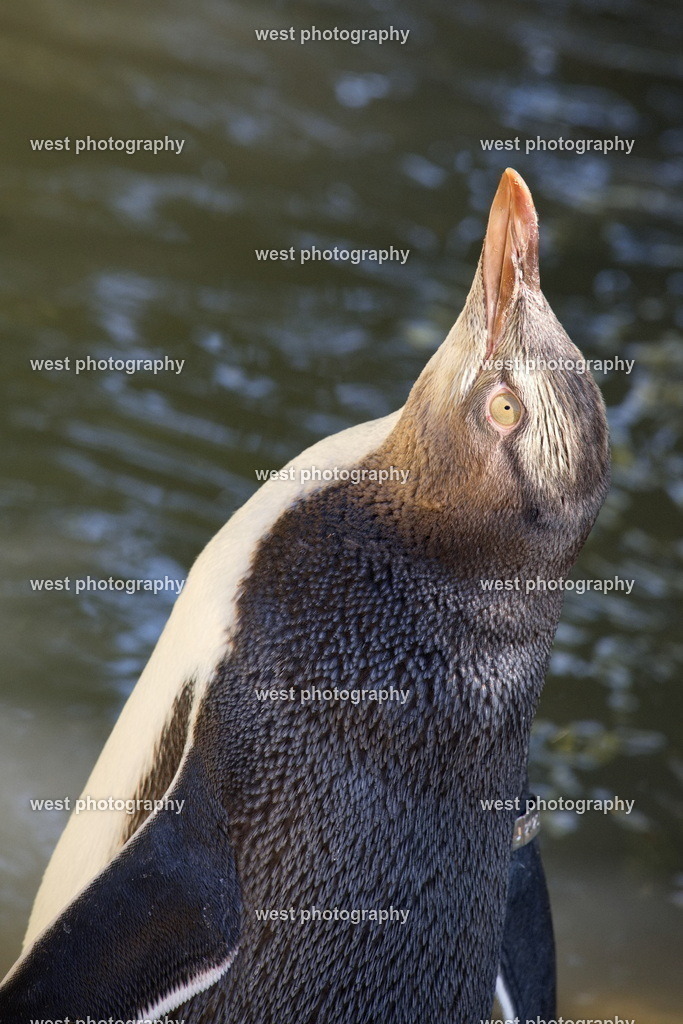 Yellow-eyed Penguin 2 - NLZ 2024 | west photography - Realisiert mit Pictrs.com