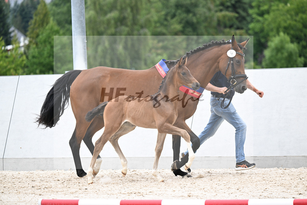 Kat-Nr. 4 Feliciano x Farewell III_HF_Schneider_21250889 | hf-fotografie - Realisiert mit Pictrs.com