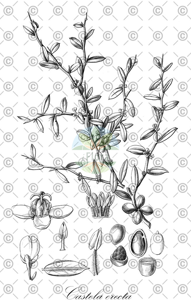 HistAbb_wfo-0000858376_1_ENZY_Simple | Historische Abbildung von Castela erecta - Simaroubaceae | Historical Illustration of Castela erecta - Simaroubaceae