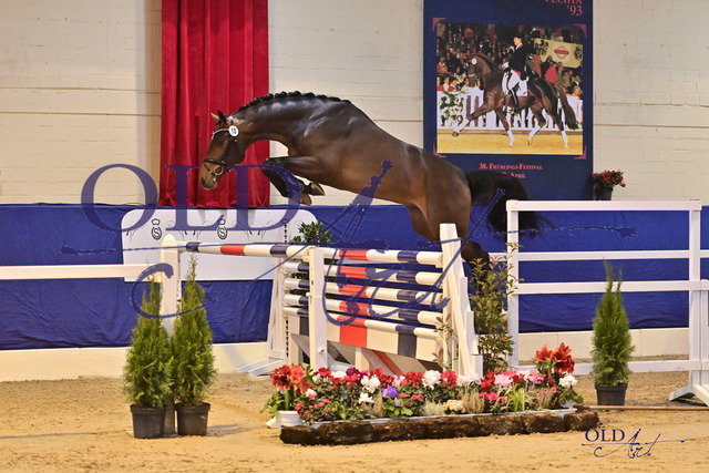 10 DE418180010321 Conthalou - Ustinov - Contender DSC_3954 | <meta name="description" content="★Offizieller Merchandise und Foto-/Videostore des Oldenburger Verbandes.★ ✅Jetzt auch digital Ausdrucke erhältlich." />
<meta name="keywords" content="Merchandise Foto-/Videostore Oldenburger Verband Photographie 