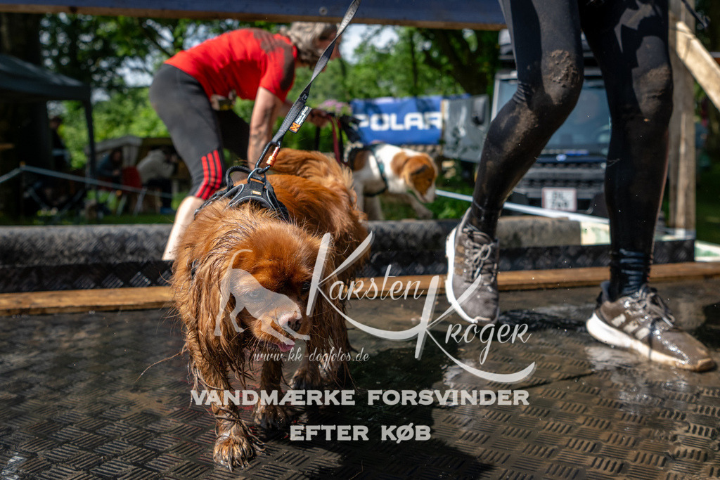 1100_ZZ92346 | kk-dogfotos