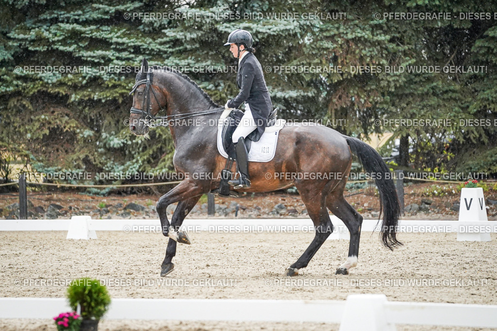 DSC08198 | Pferdegrafie