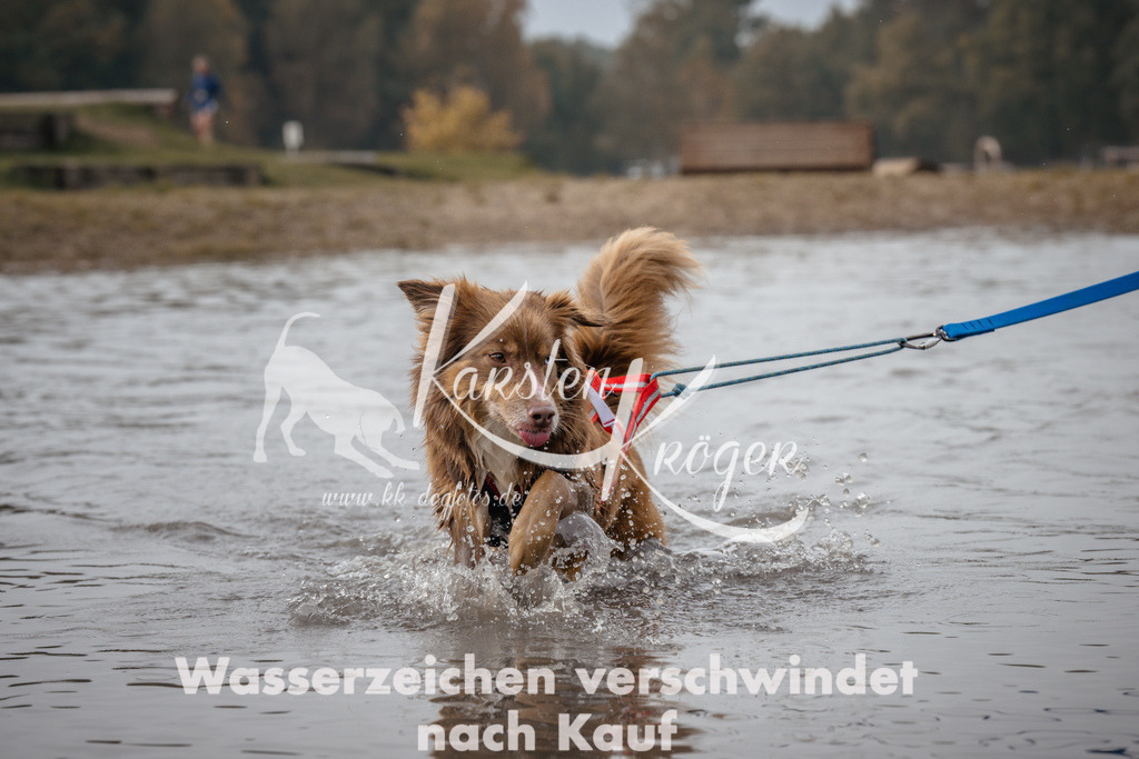 1115_ZZ93742 | kk-dogfotos