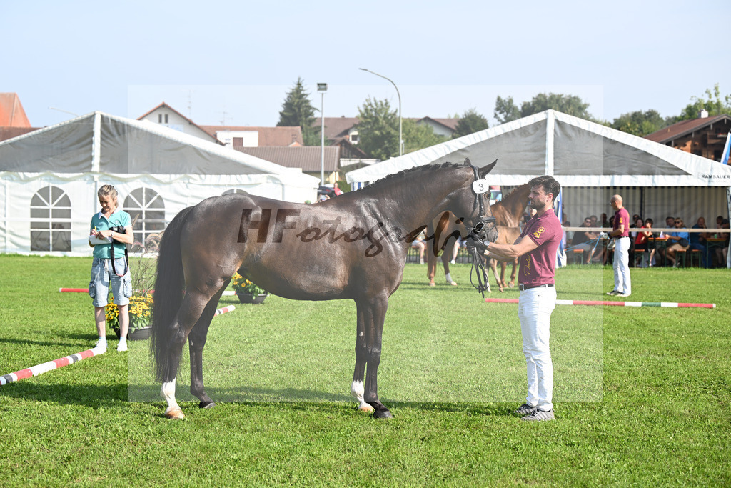 Kat-Nr. 3 Fleur_Hoffmann_34240117 | hf-fotografie - Realisiert mit Pictrs.com