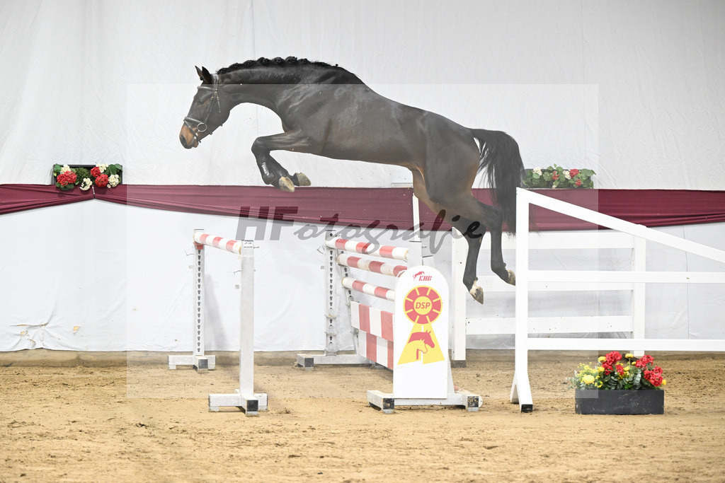 Kat-Nr. 99 Conthalou x Colestus_ZG Erkner_47253212 | hf-fotografie - Realisiert mit Pictrs.com