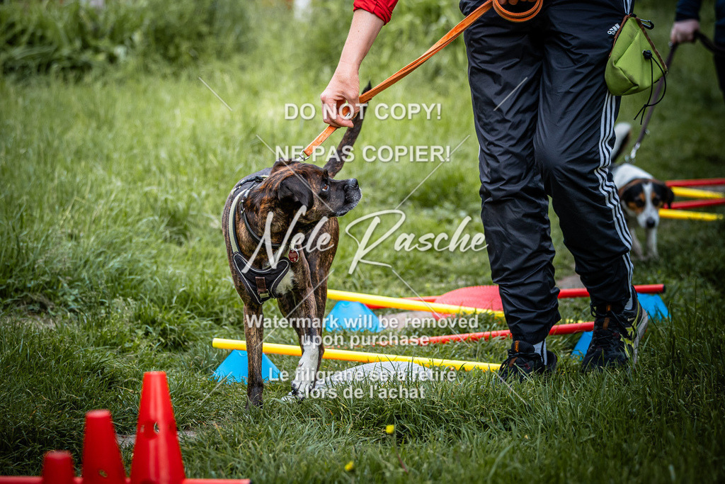 nelerasche_So-earlydog_01 | nelerasche