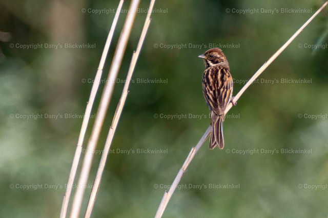 201740 | Tierfotografie, Tierkalender, Tierbilder, Insekten, Spinnen, Vögel, Schmetterling, Libellen, Leinwand, Colorkey, Qualität, Geschenkartikel, Geschenk - Realisiert mit Pictrs.com