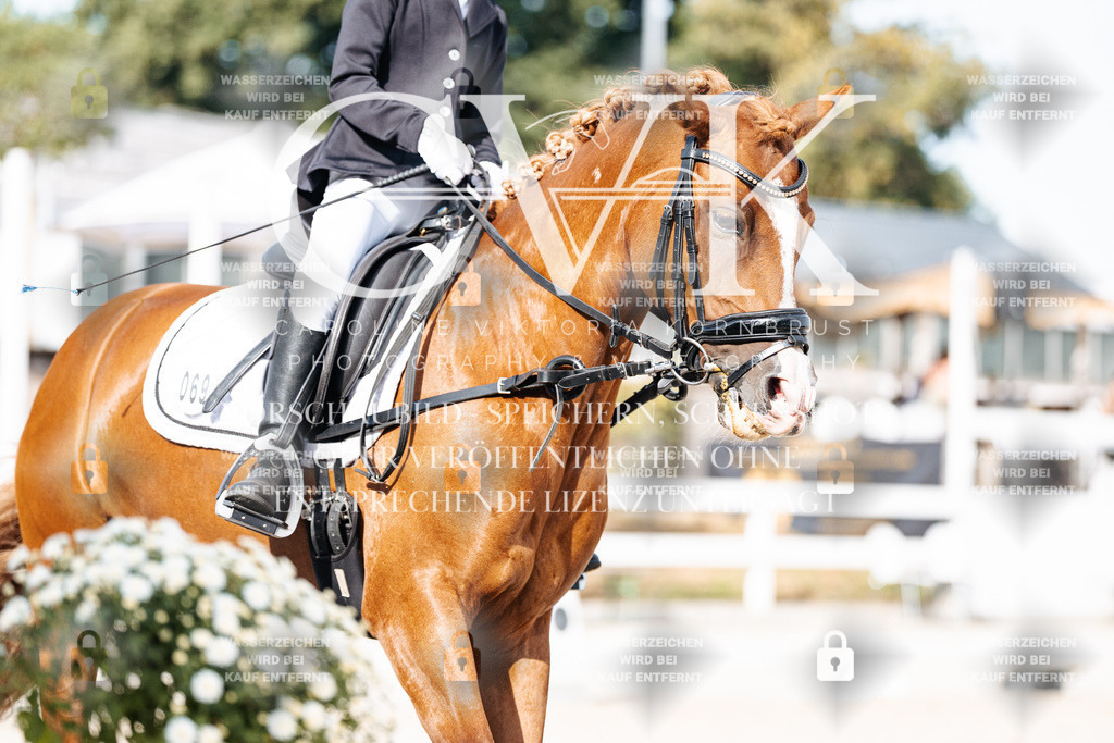 CK905296 | Turnierfotografie Pferdefotografie Trier Rheinland-Pfalz Pferdesport Reitsport Tierfotografie Sportfotografie Pferdevideo Pferdevideografie Equestrianvideography equestrianphotography  - Realisiert mit Pictrs.com