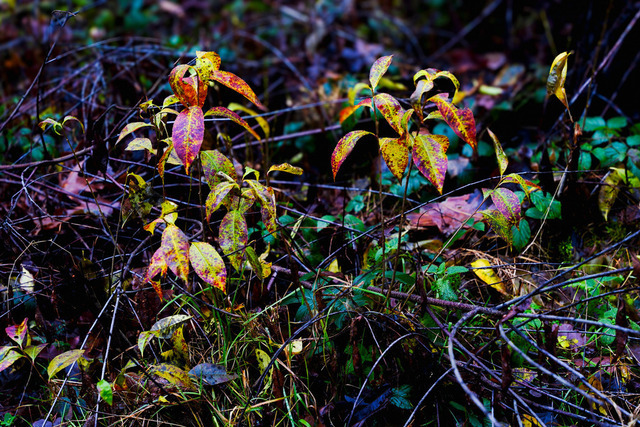 20251214-Herbst-Blätter-2 | Kreativität &amp; Transformation in einer Komposition. PRIVAT: Überall wo du Kreativität brauchstWohnzimmer • Homeoffice • Schlafzimmer • Kreatives Studio B2B: Kreative Agenturen, Kunstgalerien, Designbüros, Yoga-Studios, Wellness-Center WELLNESS: Kreativitätsförderung, Loslassen &amp; Transformation, Wärmegefühl &amp; Geborgenheit - Realisiert mit Pictrs.com