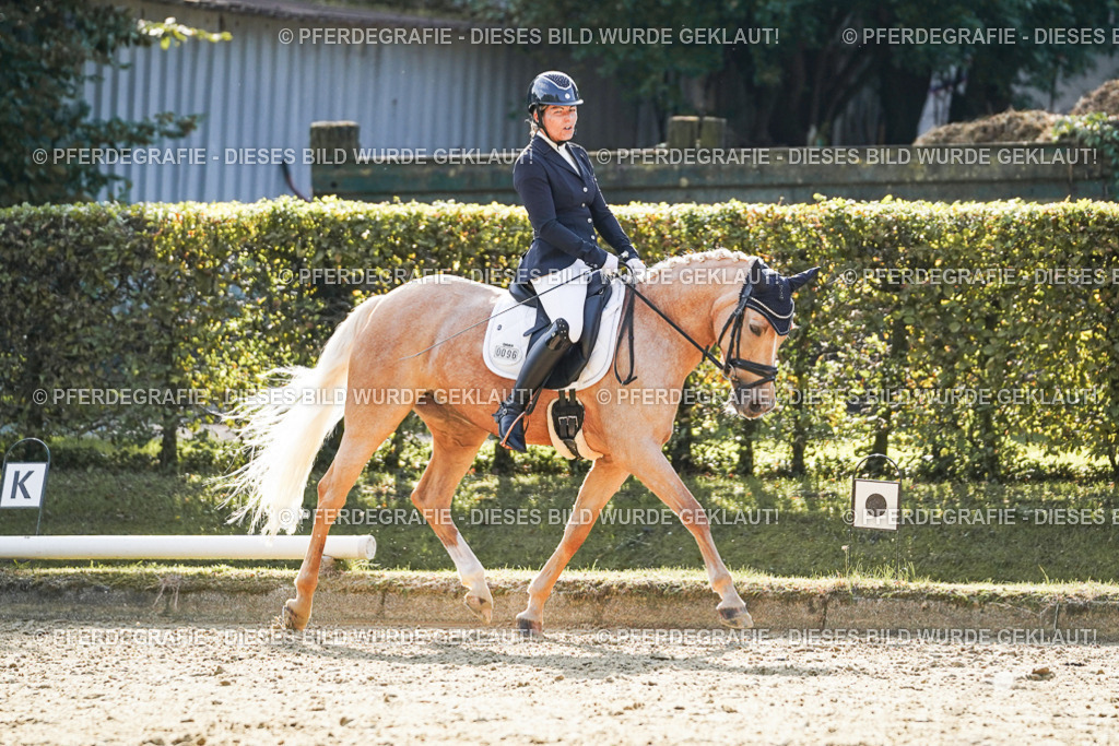 DSC05768 | Pferdegrafie