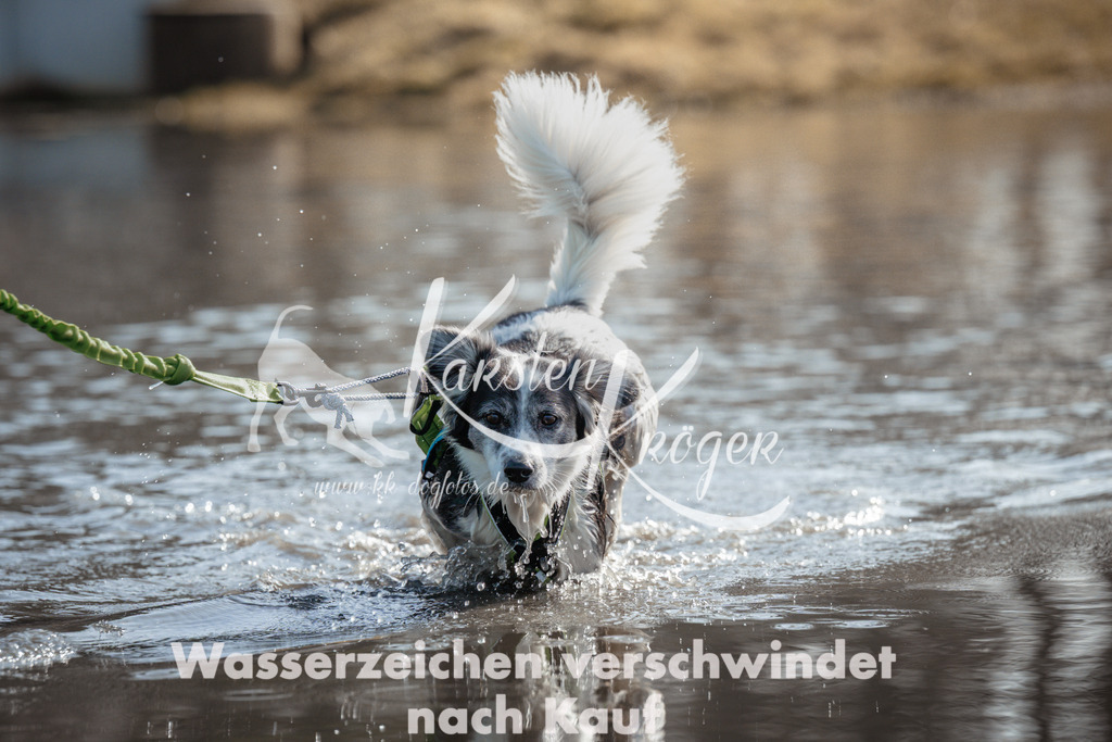 1120_ZZ93843 | kk-dogfotos