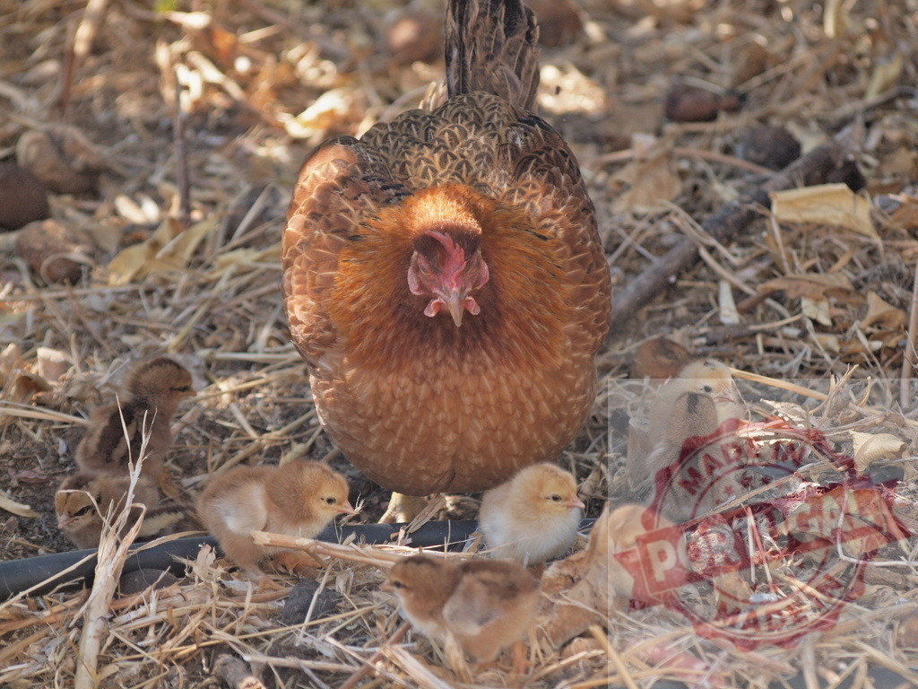 Hen and baby chicks foraging on dry straw | Chicken hen caring for her baby chicks walking on straw - Realized with Pictrs.com
