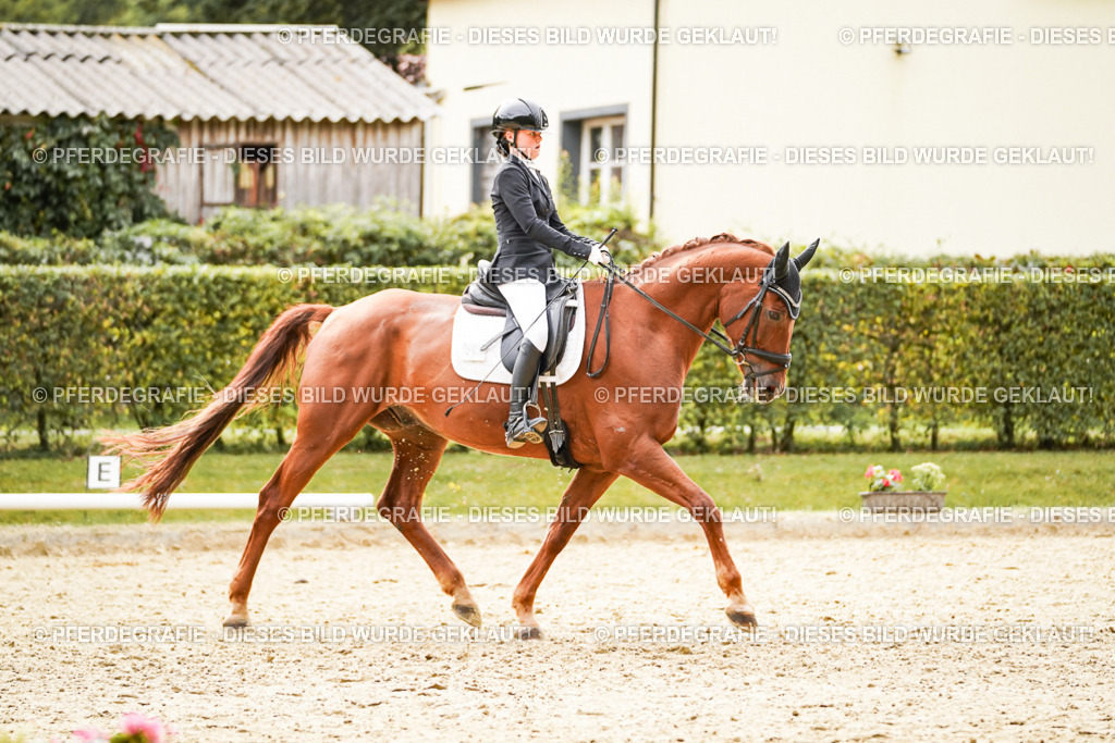 DSC01804 | Pferdegrafie