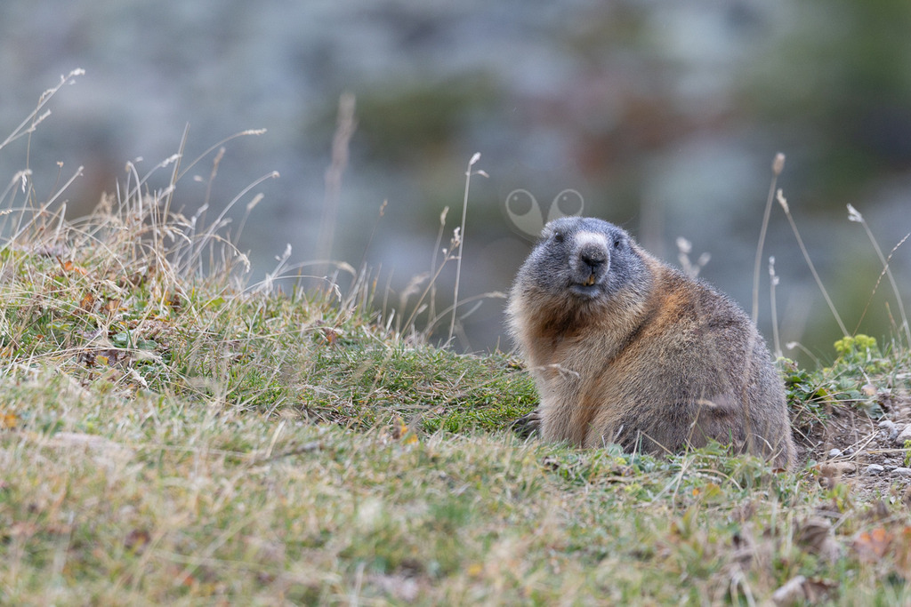 R5M27578_20250923 | Das Bild zeigt ein Alpenmurmeltier (Marmota marmota), das auf einer Wiese sitzt. Das Murmeltier hat ein braunes Fell und einen grauen Kopf. Es schaut direkt in die Kamera. Es gibt keine Interaktionen mit anderen Tieren oder Menschen im Bild. - Realisiert mit Pictrs.com
