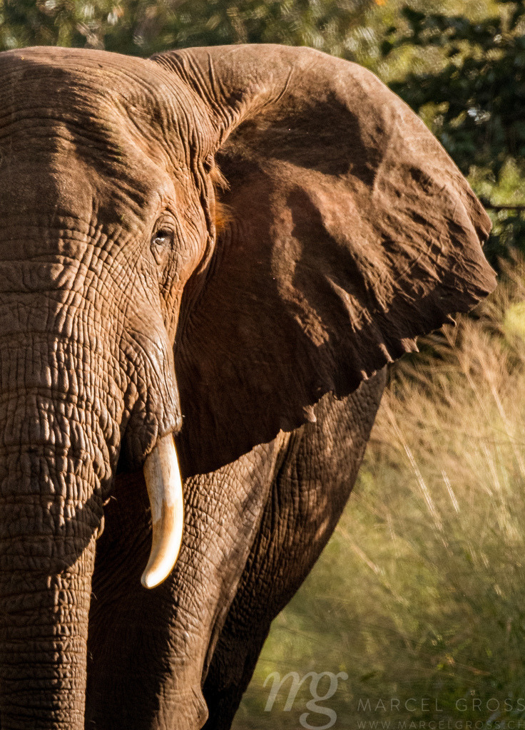 impressive bull elephant | Die ideale Geschenkidee für Naturliebhaber. Naturbilder von Marcel Gross Photography für ihr Zuhause in den verschiedensten Formaten und Materialien. - Realisiert mit Pictrs.com