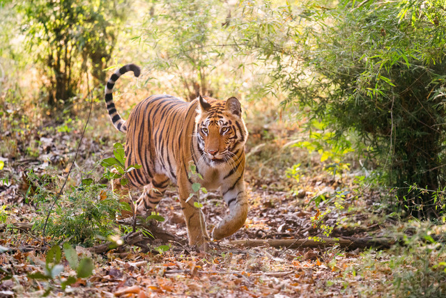 Bengal tiger walking towards Camera in Bandhavgarh National Park, Madhya Pradesh | Bengal tiger walking towards Camera in Bandhavgarh National Park, Madhya Pradesh - Realisiert mit Pictrs.com
