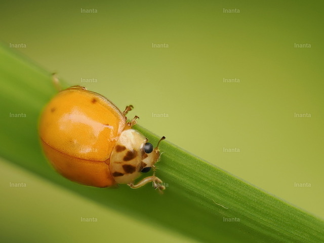 Asiatischer Marienkäfer (Harmonia axyridis) | Der Asiatische Marienkäfer (Harmonia axyridis) ist ein 5–8 mm großer, sehr variables Marienkäfer mit meist orangem bis rotem Deckflügeln und bis zu 19 schwarzen Punkten. Er gehört zur Familie der Marienkäfer und ist ein bekannter Blattlausjäger. –  – The Asian Lady Beetle (Harmonia axyridis) is a 5–8 mm highly variable ladybird with orange to red elytra and up to 19 black spots. It belongs to the lady beetle family and is a well-known aphid predator. - Realisiert mit Pictrs.com