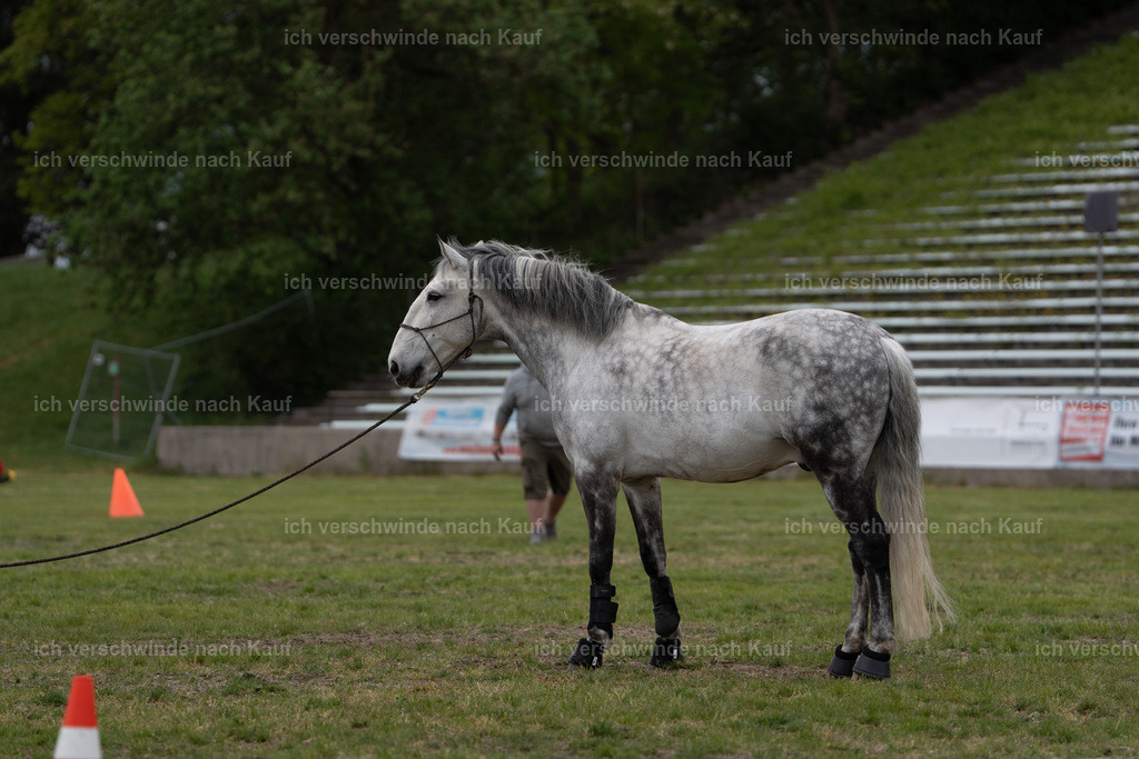 PI26_show_Jan_Picutures7C_06693.jpg | working equitationturnier fotograf videograf stoibphotography marixx film working equitation deutschland reitsport turnierfotografie eventfotografie equestrian events