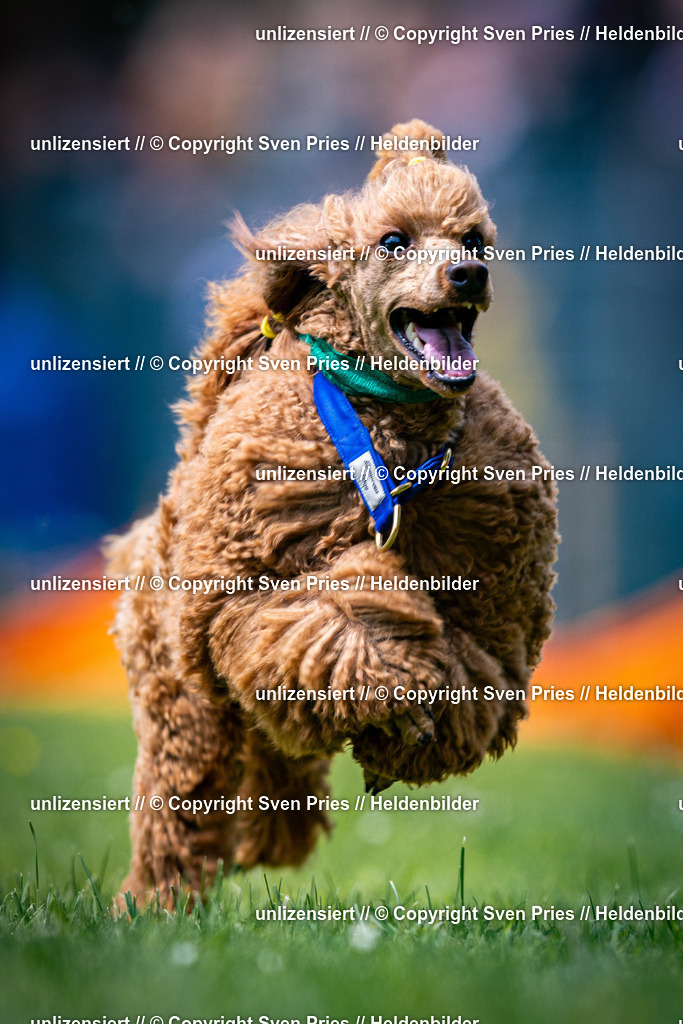 Sven Pries | 2026-05-14 - Hunderennen KA Durlach Vatertag 2026 - Realisiert mit Pictrs.com