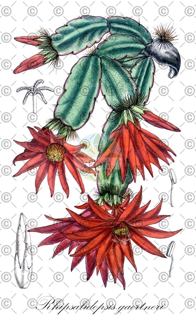 HistAbb_wfo-0000399721_2_ENZY_Simple | Historische Abbildung von Rhipsalidopsis gaertneri - Cactaceae (Gliederkaktus) | Historical Illustration of Rhipsalidopsis gaertneri - Cactaceae