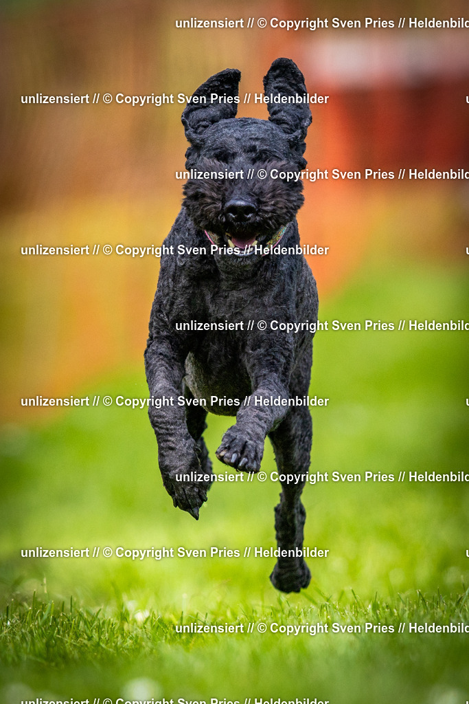 Sven Pries | 2025-04-13 - Hunderennen Baden-Baden - Realisiert mit Pictrs.com