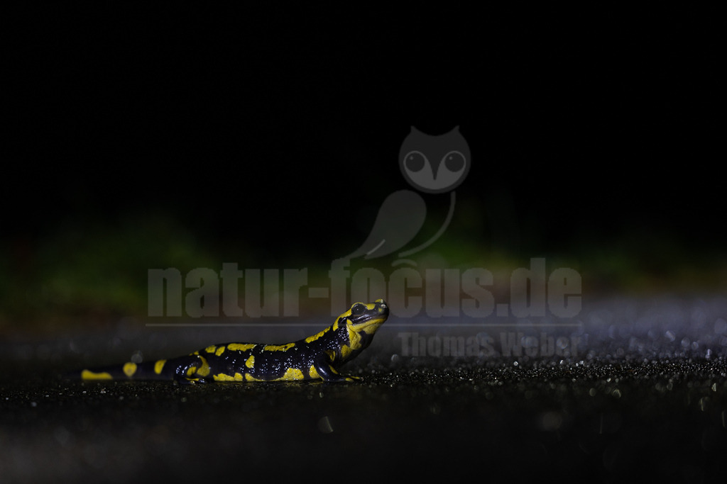 R5NF4118-20230219 | Der Feuersalamander ist eine europäische Amphibienart aus der Familie der Echten Salamander.  - Realisiert mit Pictrs.com