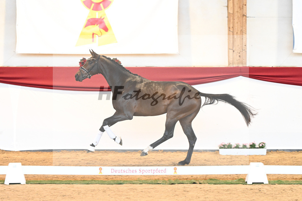 Kat-Nr. 62 Zackerey x Negro_Schep_43231071 | hf-fotografie - Realisiert mit Pictrs.com