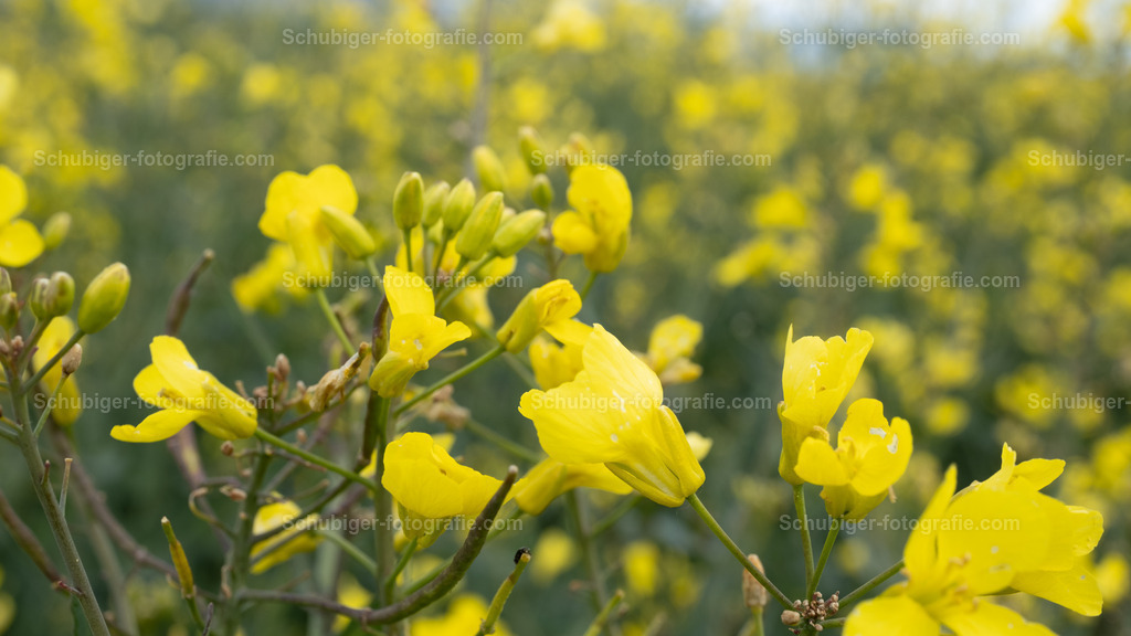 Raps | Raps, auch Reps oder Lewat genannt, ist eine Pflanzenart aus der Gattung Kohl innerhalb der Familie der Kreuzblütengewächse. Es ist eine wirtschaftlich bedeutende Nutzpflanze. Genutzt werden die Samen vor allem zur Gewinnung von Rapsöl und dem Koppelprodukt Rapskuchen. Wikipedia - Realisiert mit Pictrs.com