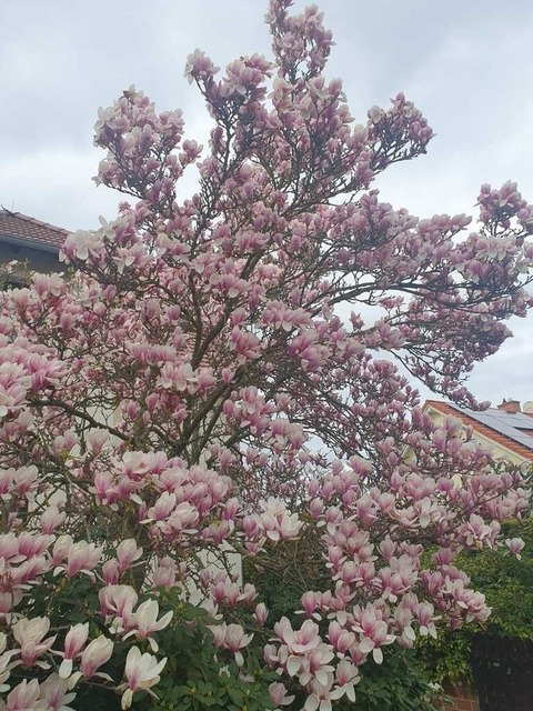 IMG-20240329-WA0007 | Verkauf von Fotos und  Videoclips zumThema Natur.Motive sind Pflanzen, Tiere, Landschaftenund Wetter - Realisiert mit Pictrs.com