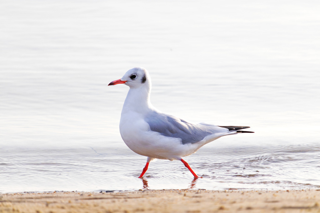 Wandbild: Möwe spaziert am Sandstrand | Sanfte Naturfarben und die friedliche Bewegung der Küste – dieses Wandbild schafft eine beruhigende Atmosphäre, die das Wohlbefinden fördert. Die Möwe, die am flachen Wasser des Sandstrands von Eckernförde entlang spaziert, vermittelt Freiheit und Ruhe, während die offenen Weiten der Szene eine entspannte Raumstimmung erzeugen. Perfekt für Wartezimmer, Behandlungsräume oder Empfangsbereiche, um eine gelassene und stressfreie Umgebung zu schaffen - Realisiert mit Pictrs.com