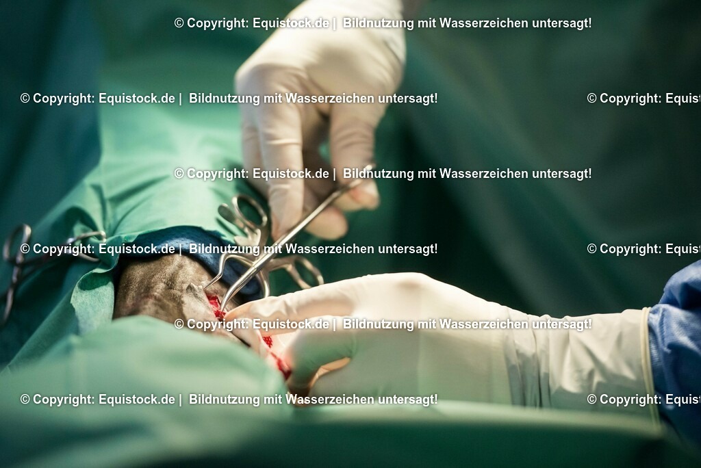 20160309_Sehnenschnitt_OP__0030 | equistock