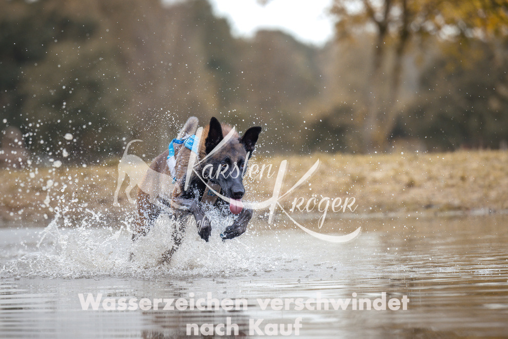 1358_ZZ95010 | kk-dogfotos