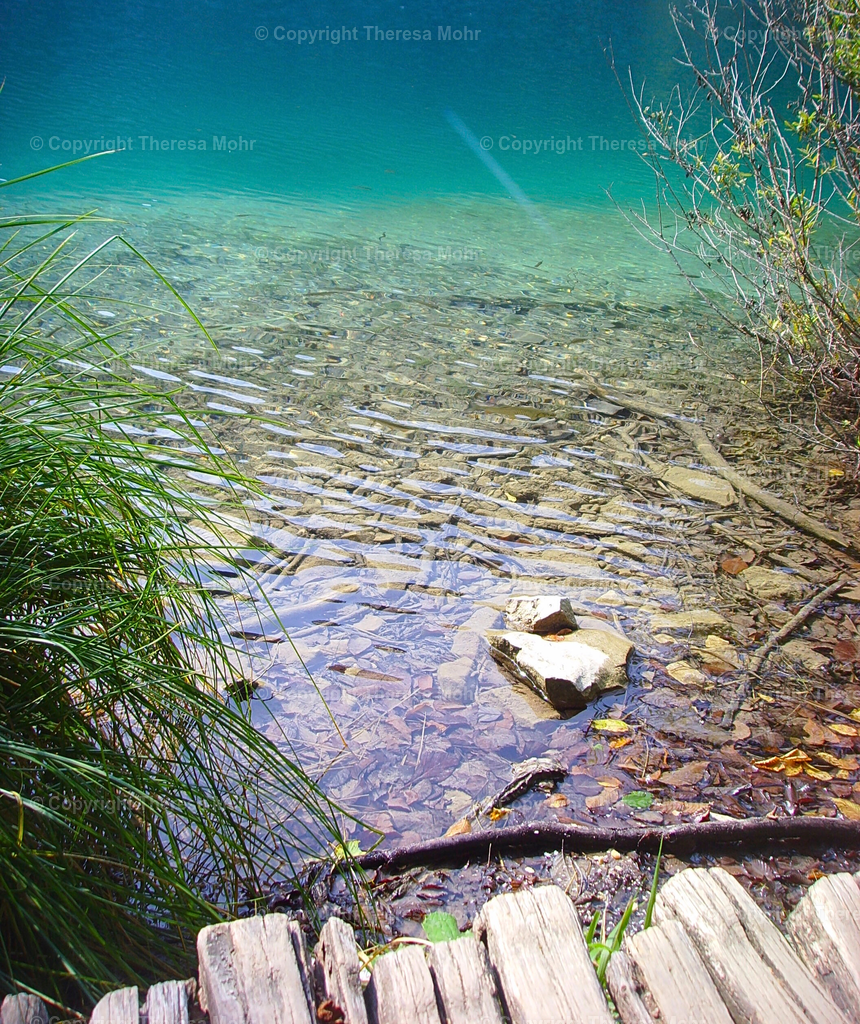 Türkises Wasser, Holzsteg  | Naturpuls - Realisiert mit Pictrs.com