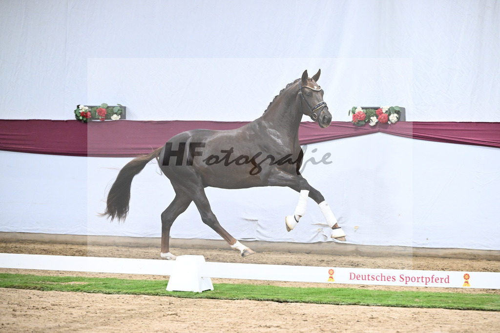 Kat-Nr. 129 Floricello x Dantano_Norbert Hoechsmann_47254329 | hf-fotografie - Realisiert mit Pictrs.com