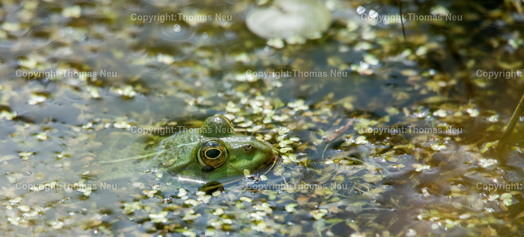 NZB_Artenvielfalt-43 | Bensheim,Naturschutzzentrum, Tag der Artenvielfalt, dritter Termin der Reihe Natuerlich. Bild: Thomas Neu