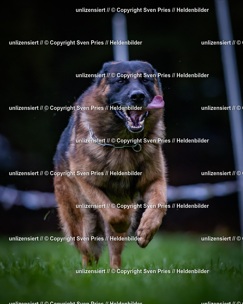 Sven Pries | 2024-10-19 - Hunderennen Ober-Grombach - Realisiert mit Pictrs.com