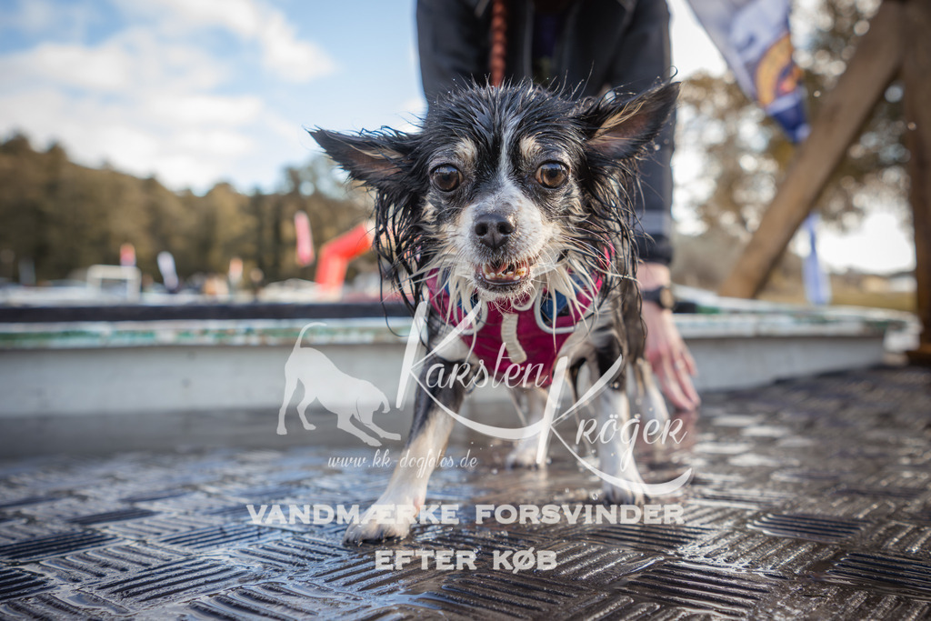 1317_ZZ90056-2 | kk-dogfotos