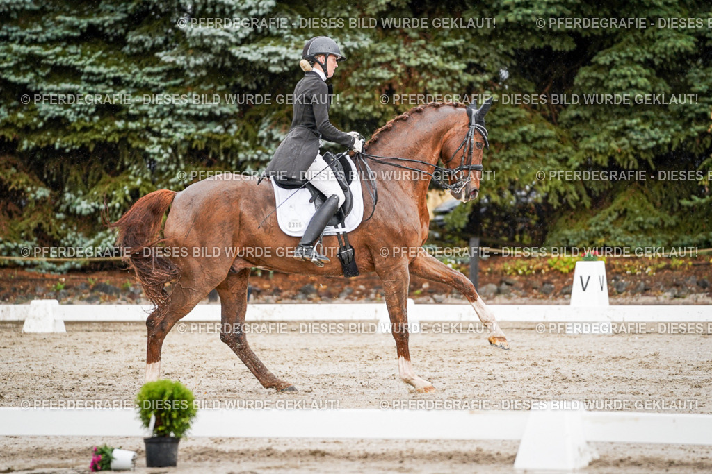 DSC09366 | Pferdegrafie