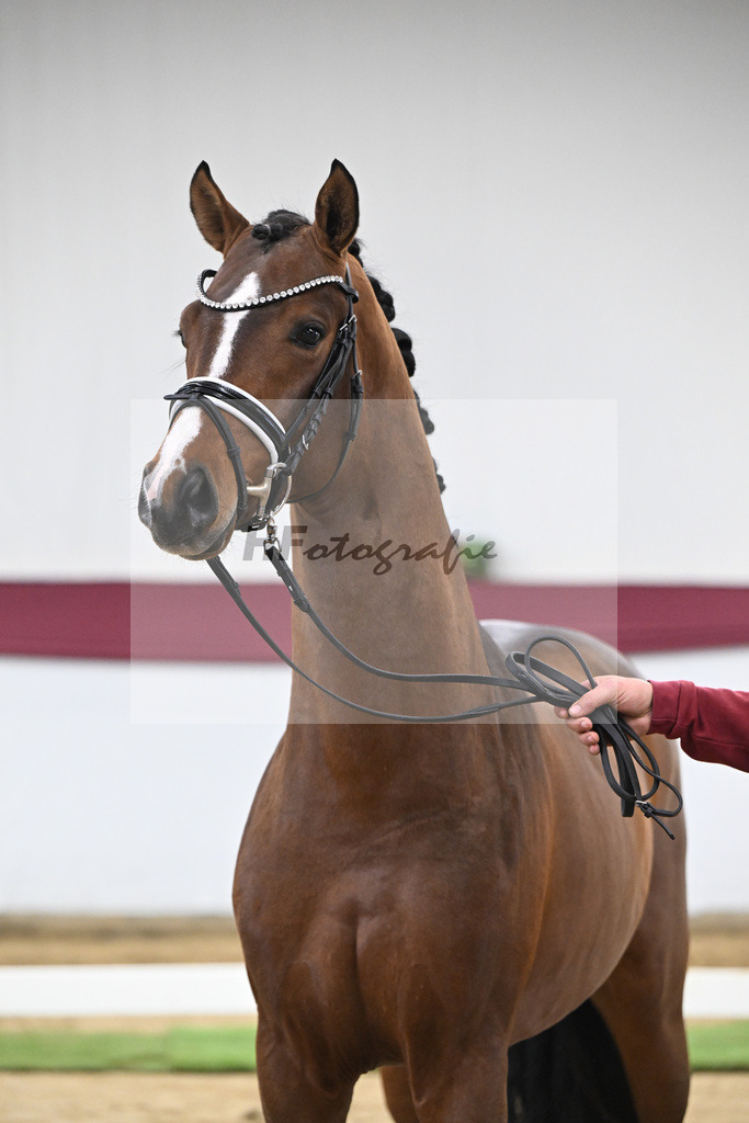 Kat-Nr. 120 Fanegro x Bequia_Johannes Gaab_47253909 | hf-fotografie - Realisiert mit Pictrs.com