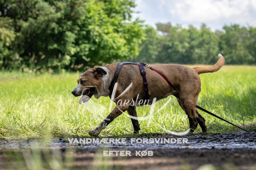 1302_ZZ94808 | kk-dogfotos